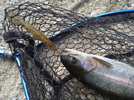 ミノーイングの威力を体感